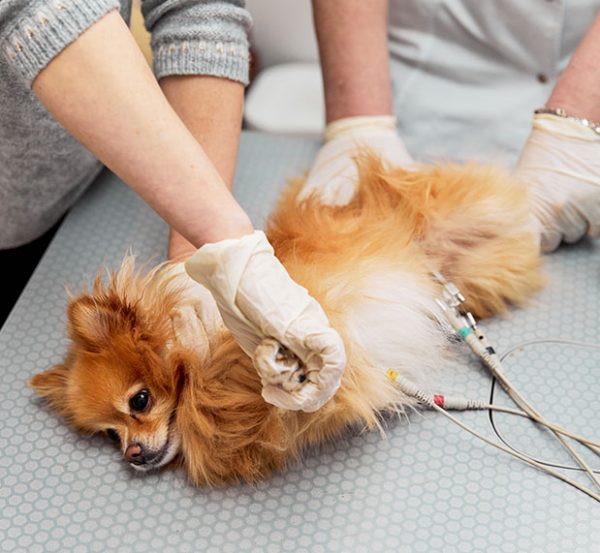 Best HD Pictures about  Eclipse Specialty Emergency Pet Care Reviews  with No AI Images